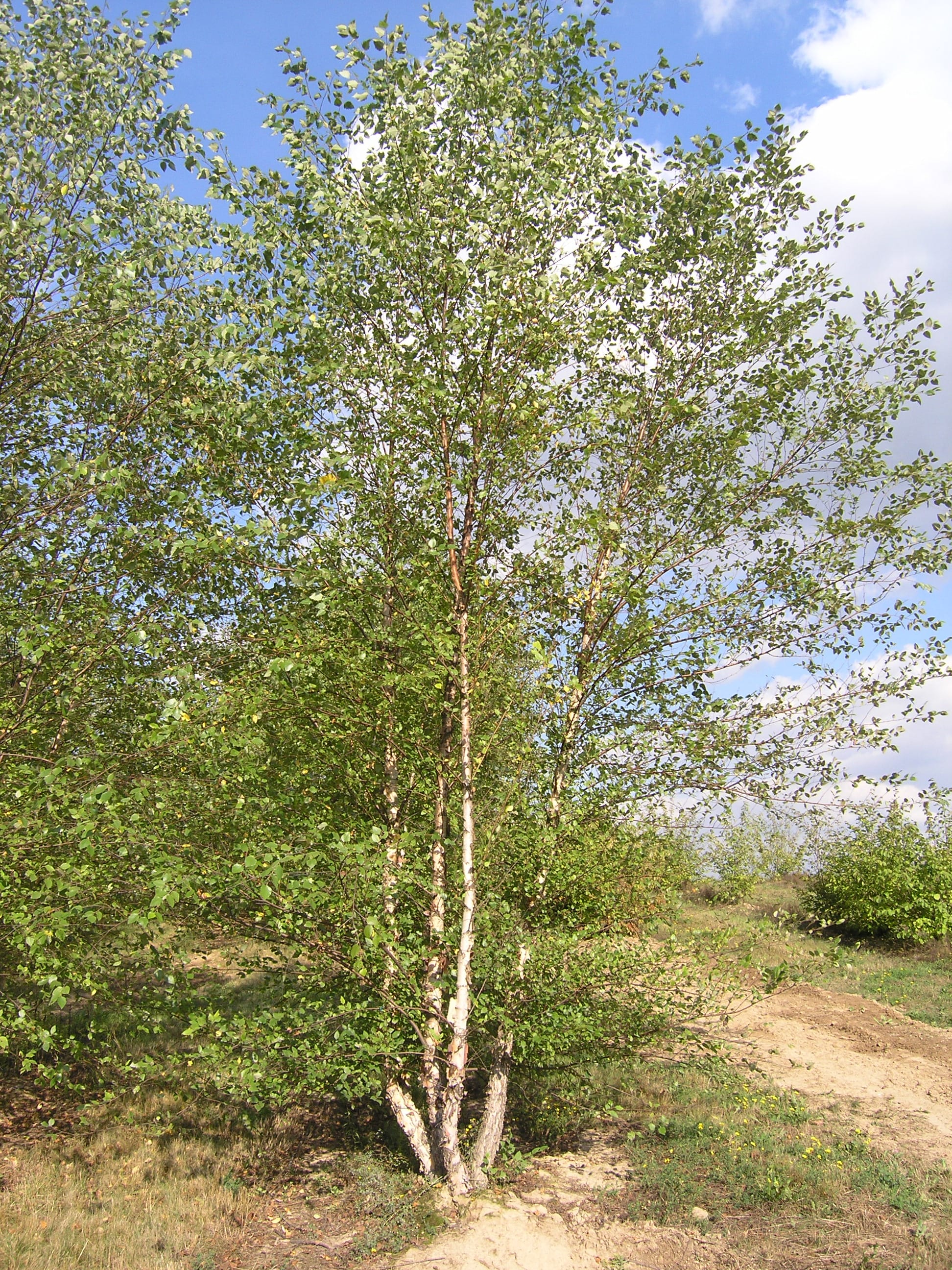 Betula nigra